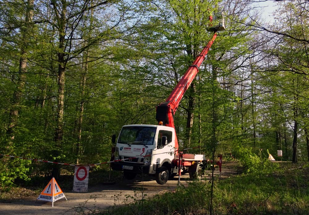 Totholzentfernung an Waldspielplatz