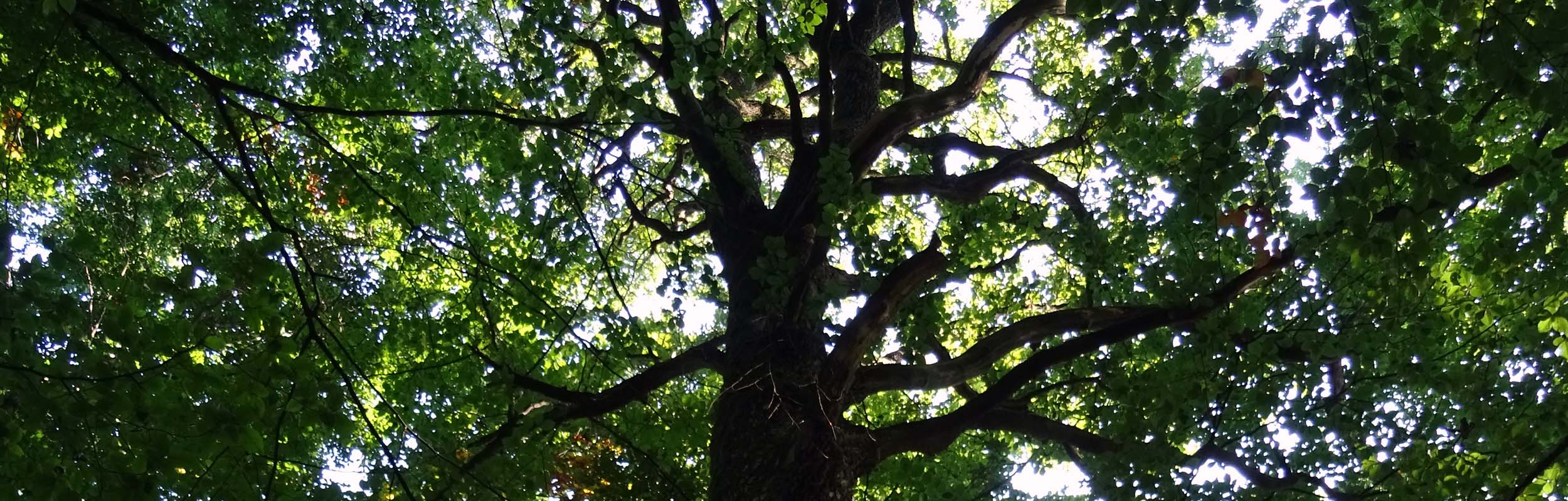 Philipp Schmötzer - ausgebildete Forstwirte und Europen Tree Worker